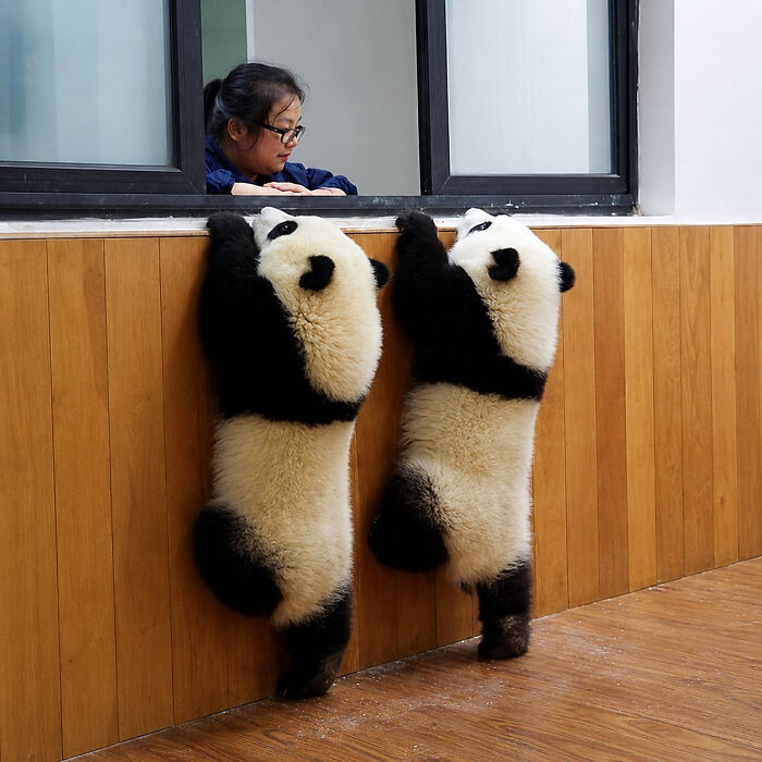 Brace Yourself: 38 Animal Pics That'll Melt Your Brain (In a Good Way)