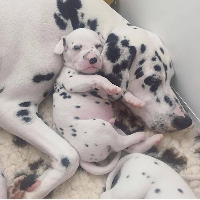 Brace Yourself: 38 Animal Pics That'll Melt Your Brain (In a Good Way)