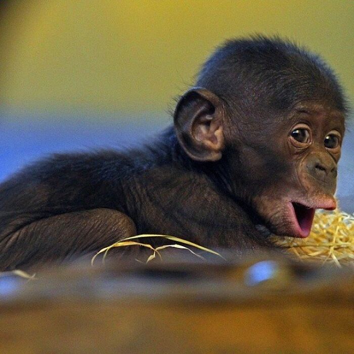 Brace Yourself: 38 Animal Pics That'll Melt Your Brain (In a Good Way)