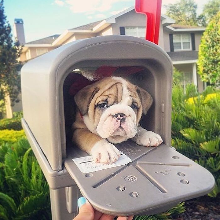 Brace Yourself: 38 Animal Pics That'll Melt Your Brain (In a Good Way)