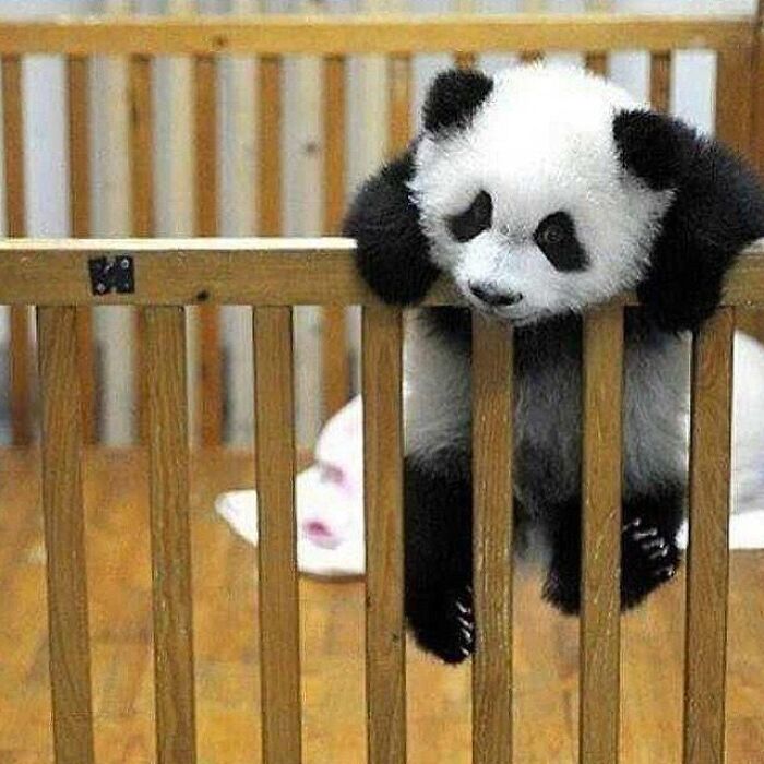 Brace Yourself: 38 Animal Pics That'll Melt Your Brain (In a Good Way)
