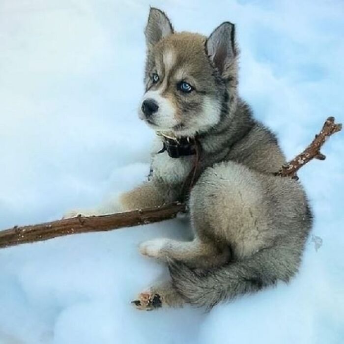 Brace Yourself: 38 Animal Pics That'll Melt Your Brain (In a Good Way)