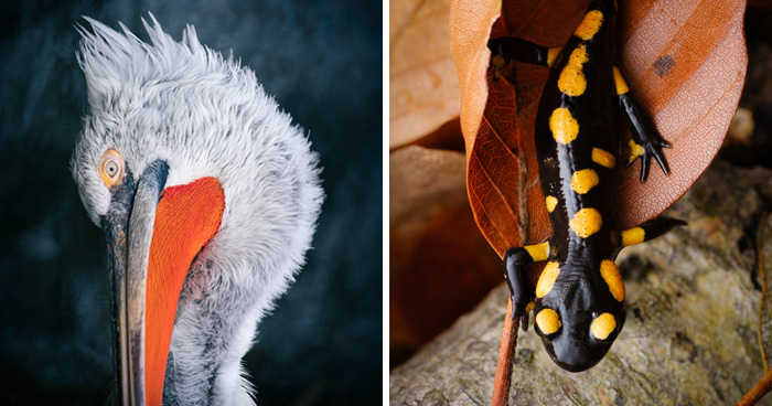 Wait, They Actually Took These Nature Close-Ups? Prepare to Be Amazed!