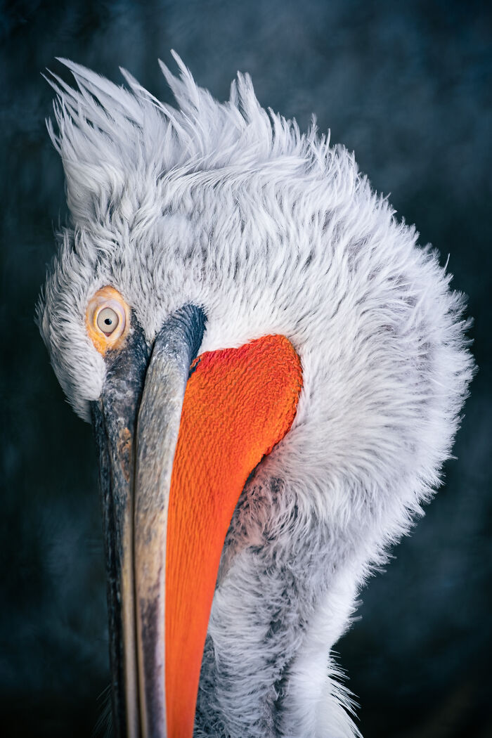 Wait, They Actually Took These Nature Close-Ups? Prepare to Be Amazed!
