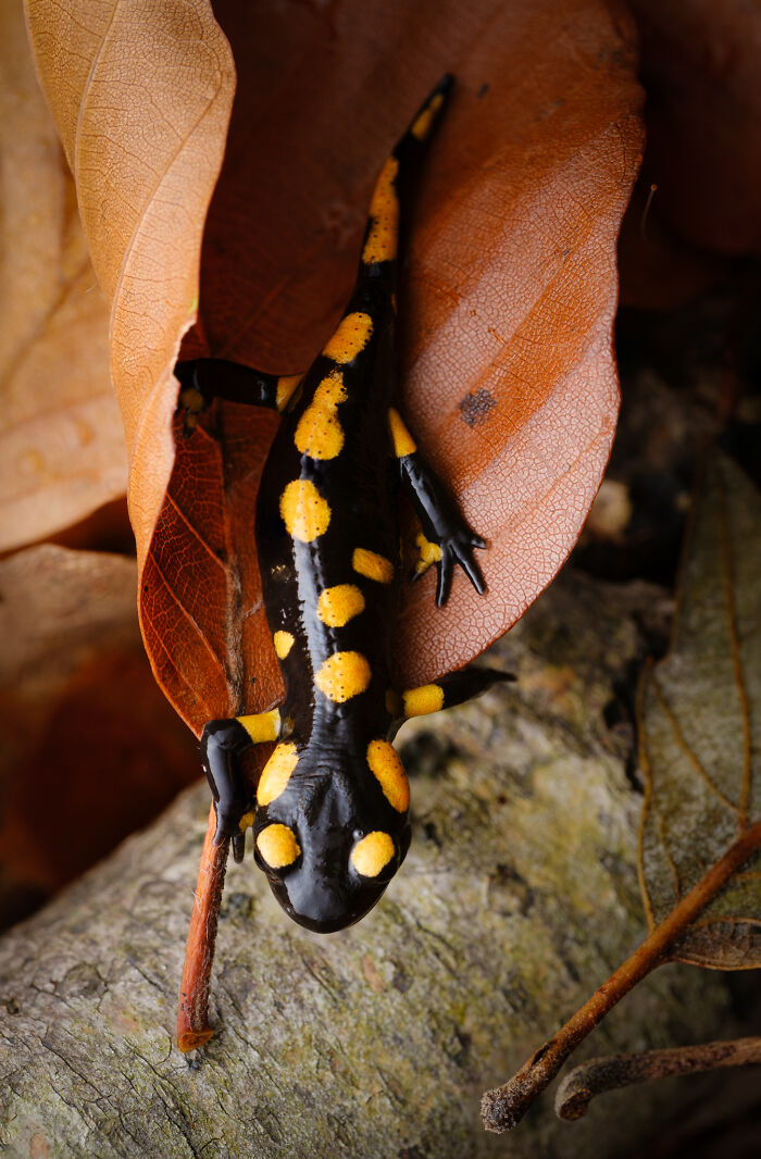 Wait, They Actually Took These Nature Close-Ups? Prepare to Be Amazed!