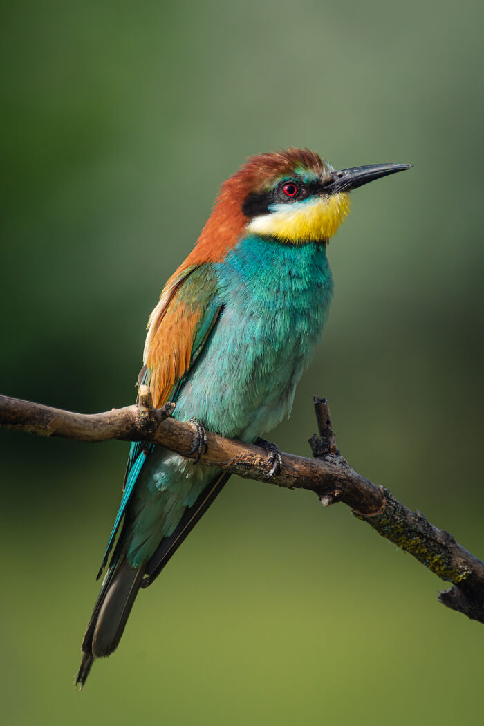 Wait, They Actually Took These Nature Close-Ups? Prepare to Be Amazed!