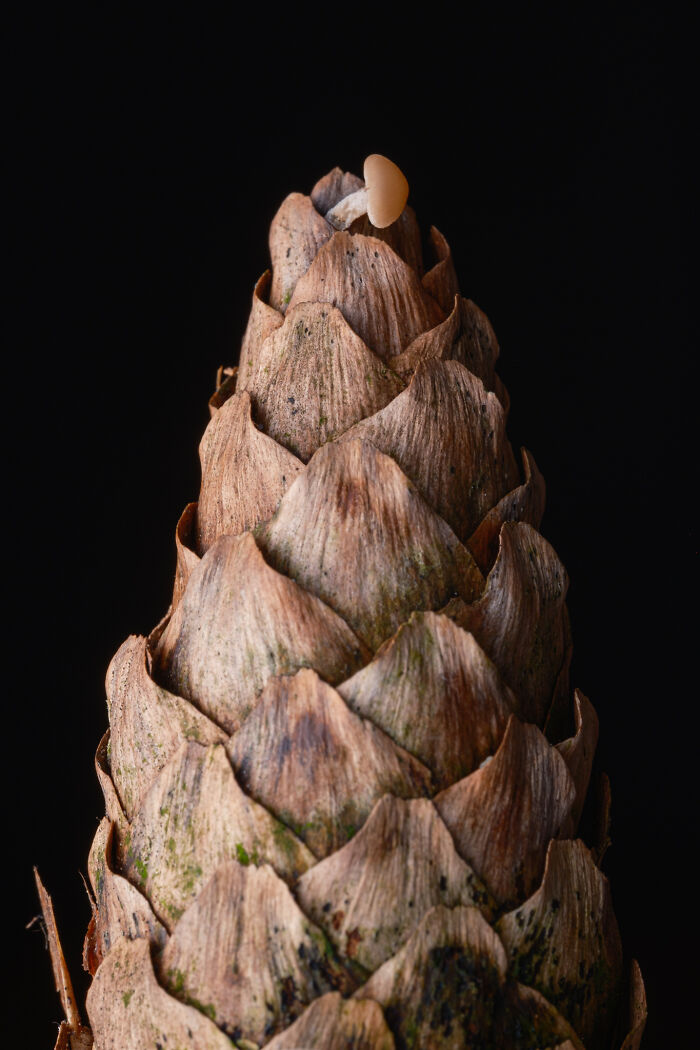 Wait, They Actually Took These Nature Close-Ups? Prepare to Be Amazed!
