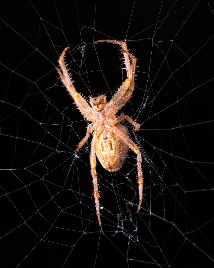 Wait, They Actually Took These Nature Close-Ups? Prepare to Be Amazed!