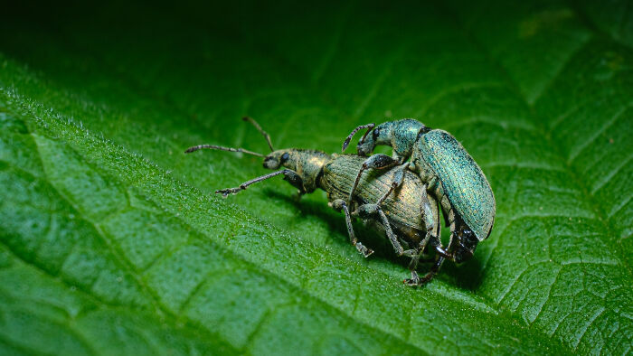 Wait, They Actually Took These Nature Close-Ups? Prepare to Be Amazed!