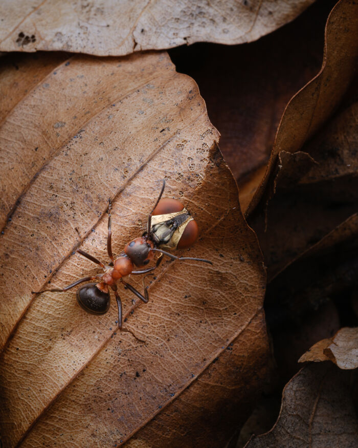Wait, They Actually Took These Nature Close-Ups? Prepare to Be Amazed!