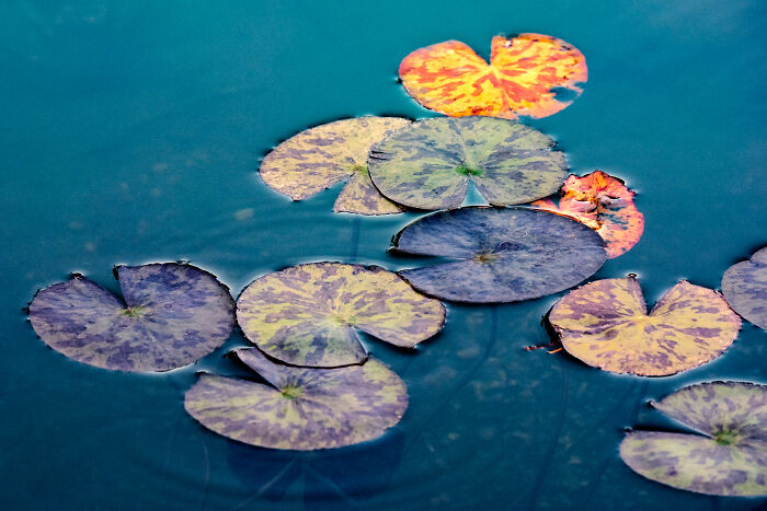 Wait, They Actually Took These Nature Close-Ups? Prepare to Be Amazed!