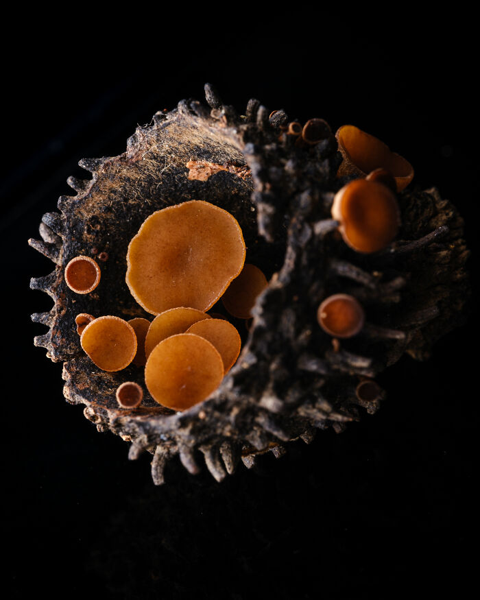 Wait, They Actually Took These Nature Close-Ups? Prepare to Be Amazed!
