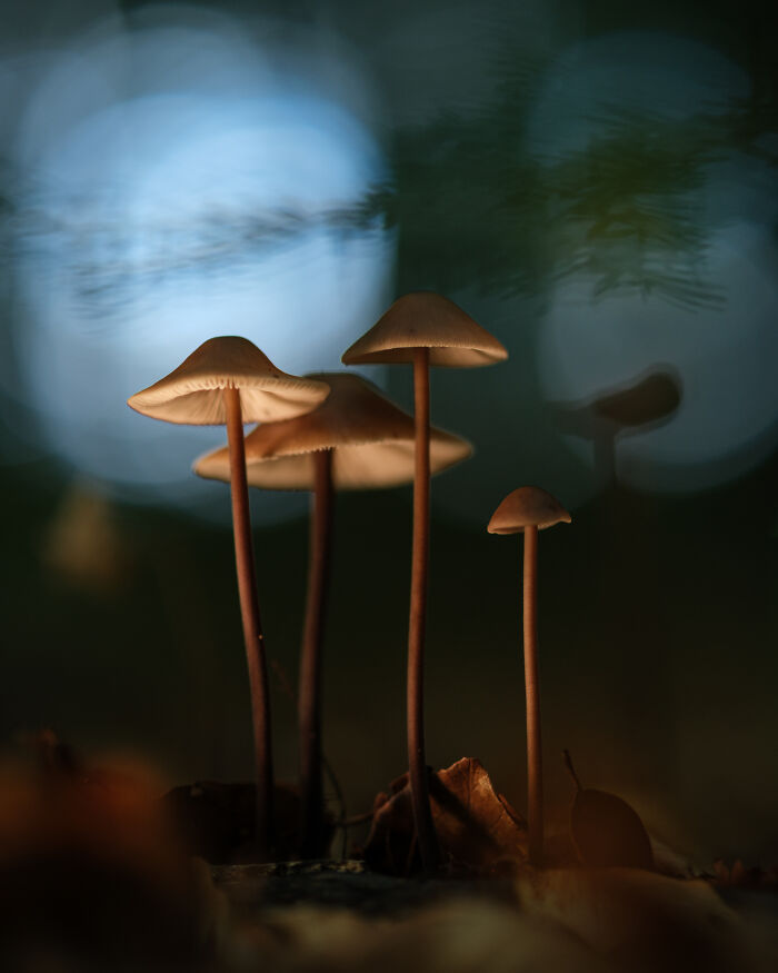 Wait, They Actually Took These Nature Close-Ups? Prepare to Be Amazed!