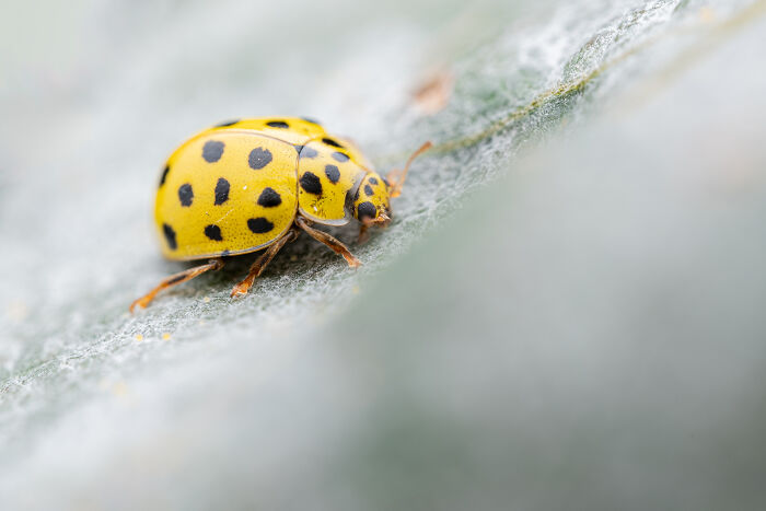Wait, They Actually Took These Nature Close-Ups? Prepare to Be Amazed!