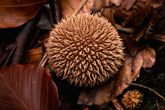 Wait, They Actually Took These Nature Close-Ups? Prepare to Be Amazed!