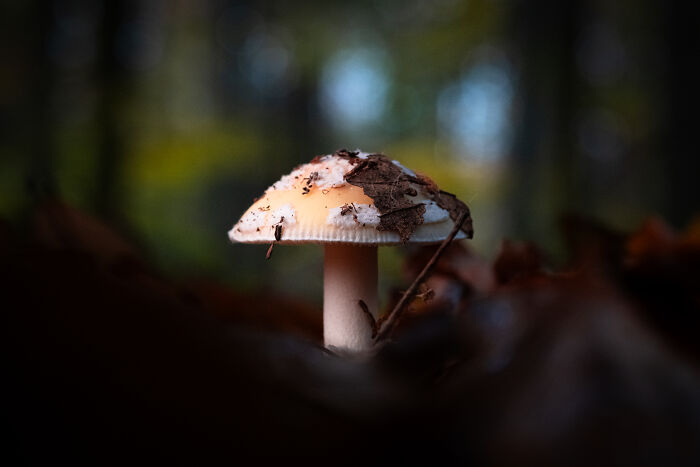 Wait, They Actually Took These Nature Close-Ups? Prepare to Be Amazed!