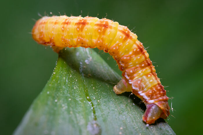 Wait, They Actually Took These Nature Close-Ups? Prepare to Be Amazed!