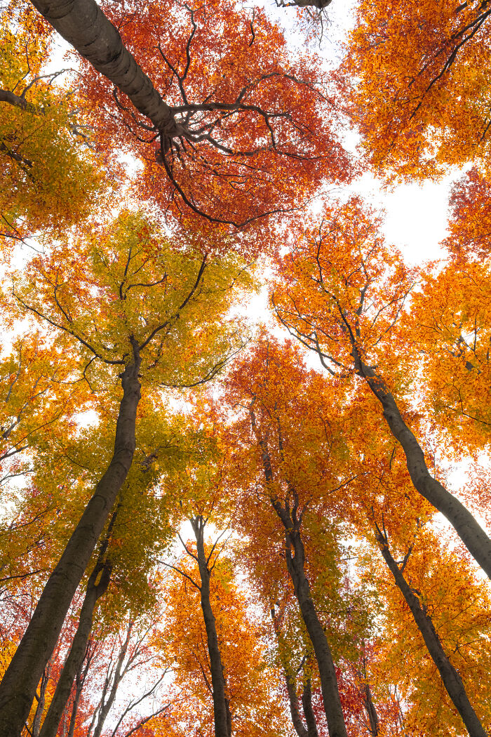 Wait, They Actually Took These Nature Close-Ups? Prepare to Be Amazed!