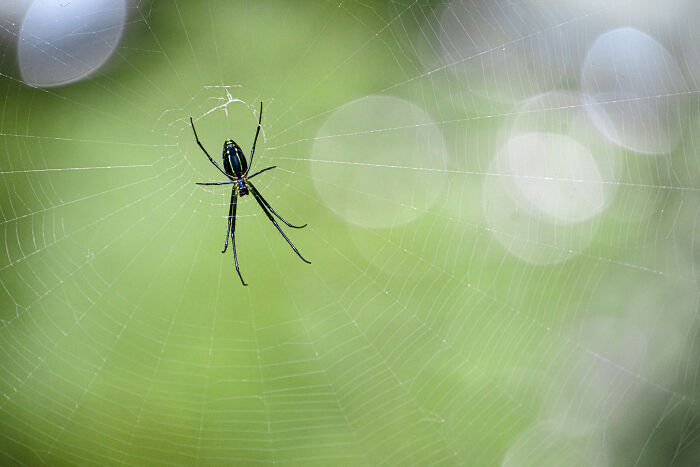 Wait, They Actually Took These Nature Close-Ups? Prepare to Be Amazed!
