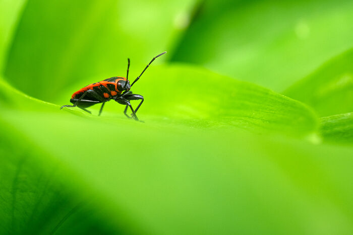 Wait, They Actually Took These Nature Close-Ups? Prepare to Be Amazed!