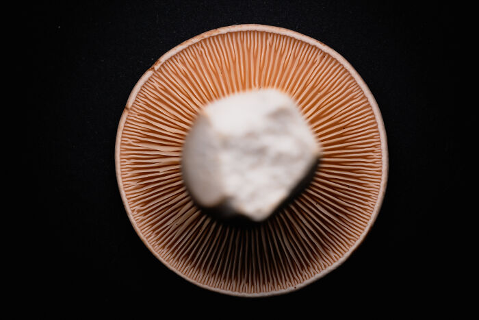 Wait, They Actually Took These Nature Close-Ups? Prepare to Be Amazed!