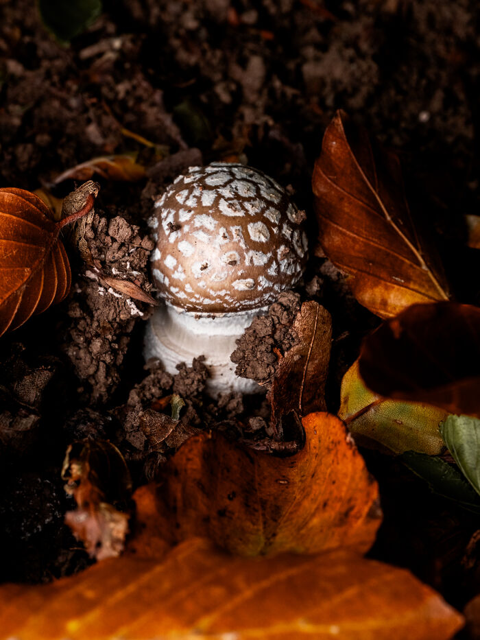 Wait, They Actually Took These Nature Close-Ups? Prepare to Be Amazed!