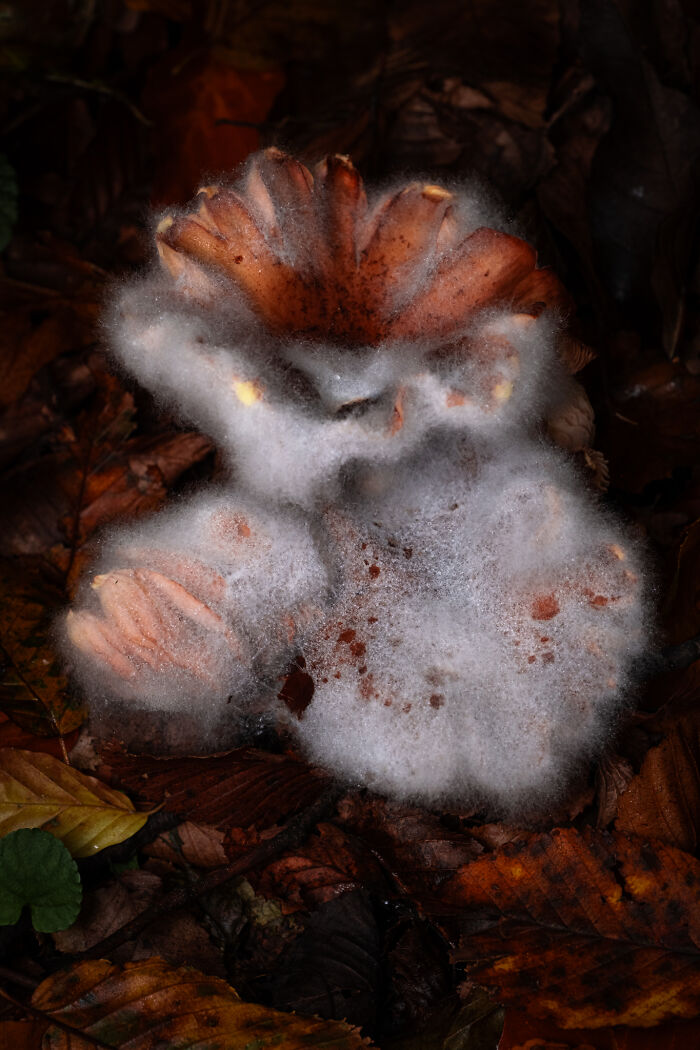 Wait, They Actually Took These Nature Close-Ups? Prepare to Be Amazed!
