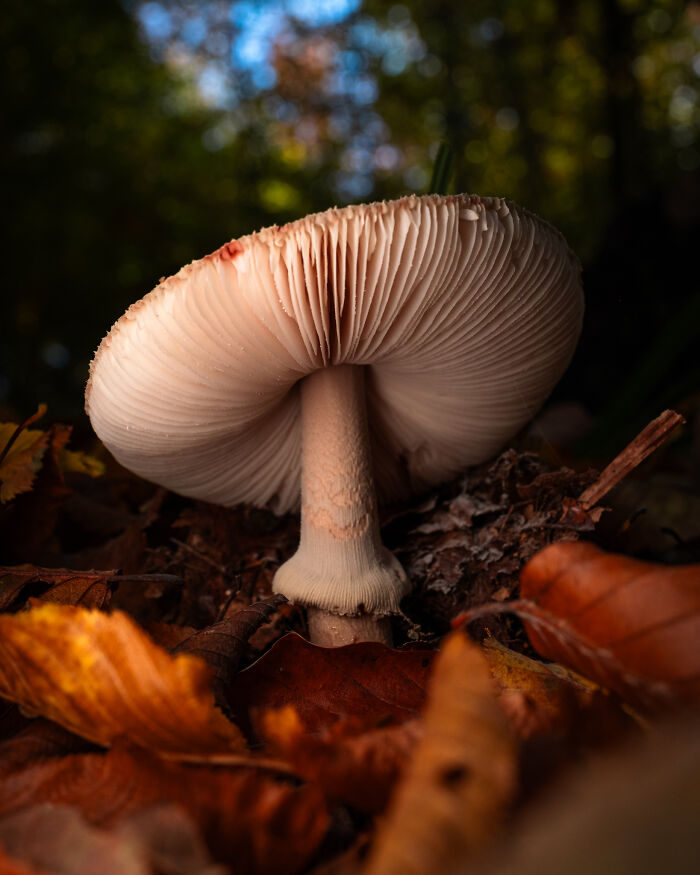 Wait, They Actually Took These Nature Close-Ups? Prepare to Be Amazed!