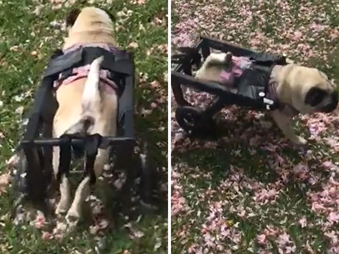 Built a Dog Wheelchair for a Stranger’s Pup and Now I Get the Best Update Videos