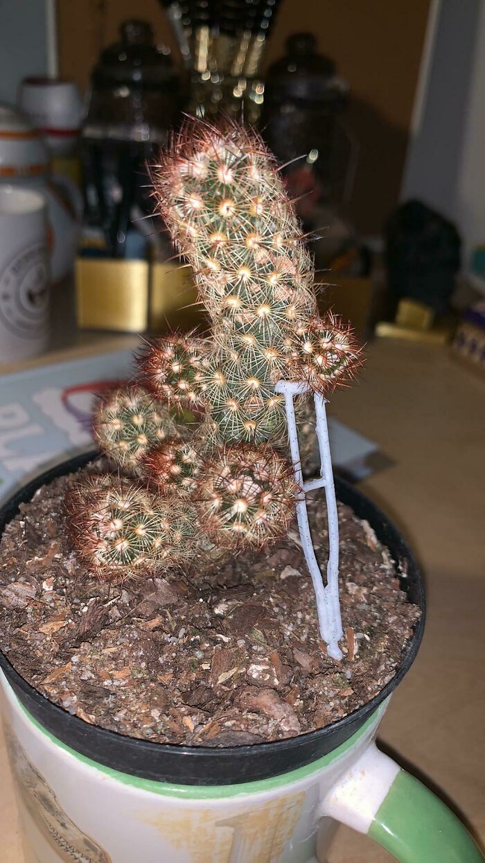 Gave My Leaning Cactus a Crutch – Plant Healthcare Level: Expert