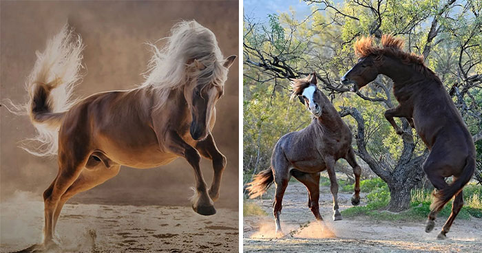 Wait, They Actually Ranked 40 Jaw-Dropping Horse Photos?