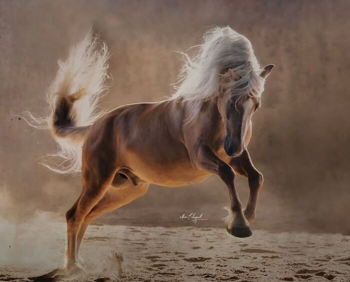 Wait, They Actually Ranked 40 Jaw-Dropping Horse Photos?