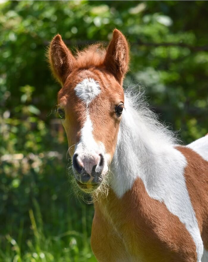 Wait, They Actually Ranked 40 Jaw-Dropping Horse Photos?