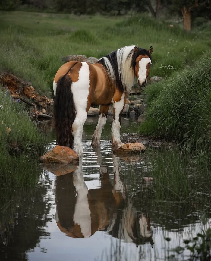 Wait, They Actually Ranked 40 Jaw-Dropping Horse Photos?