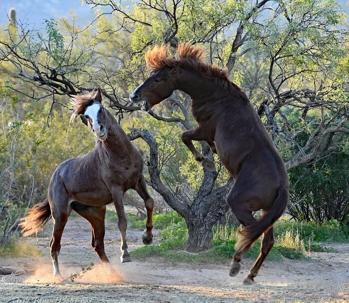Wait, They Actually Ranked 40 Jaw-Dropping Horse Photos?