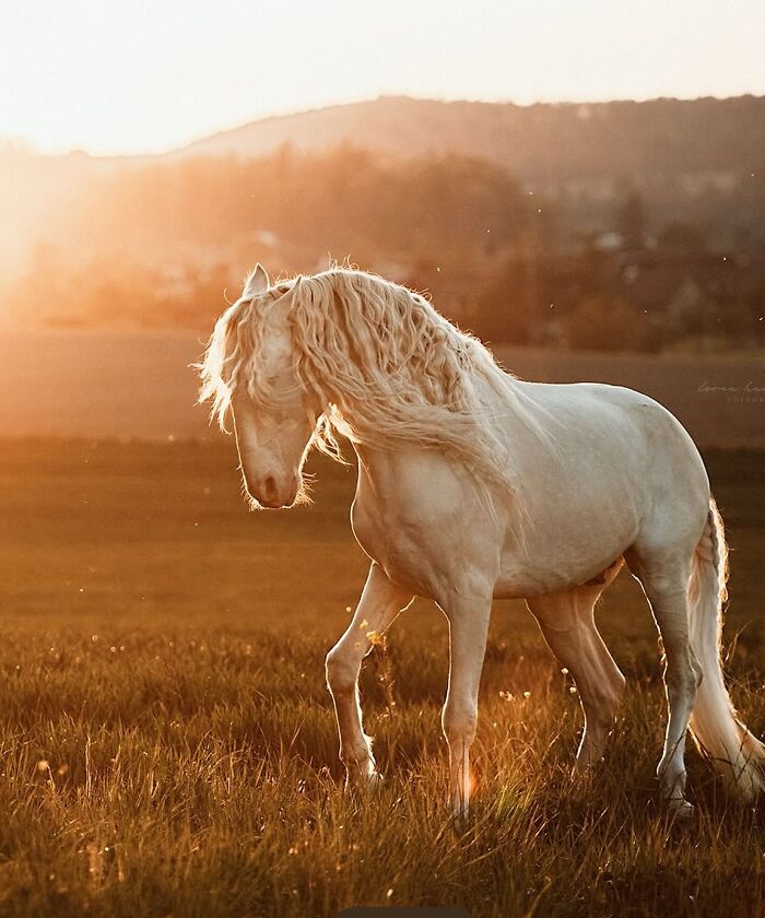 Wait, They Actually Ranked 40 Jaw-Dropping Horse Photos?