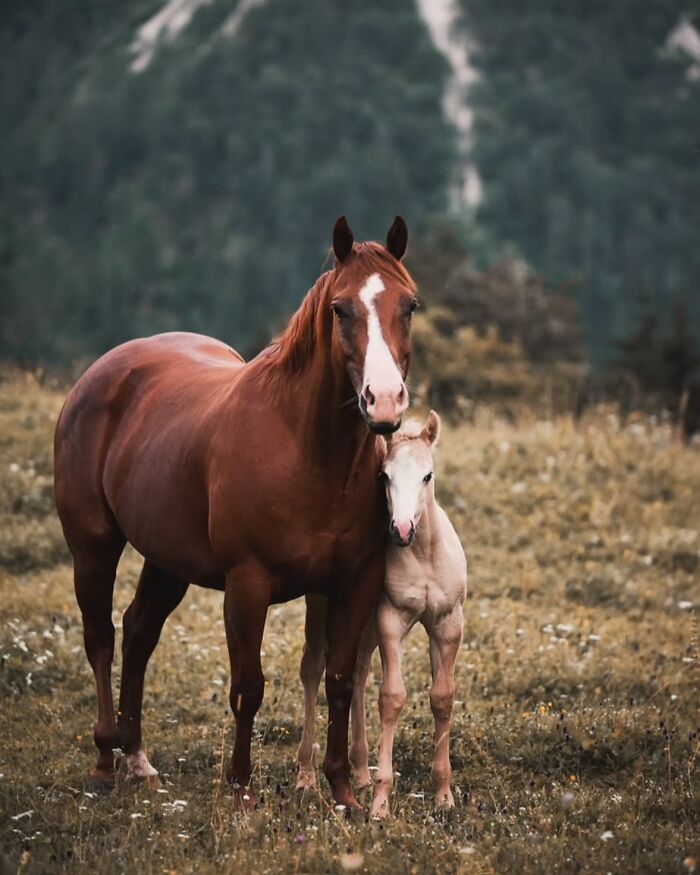Wait, They Actually Ranked 40 Jaw-Dropping Horse Photos?
