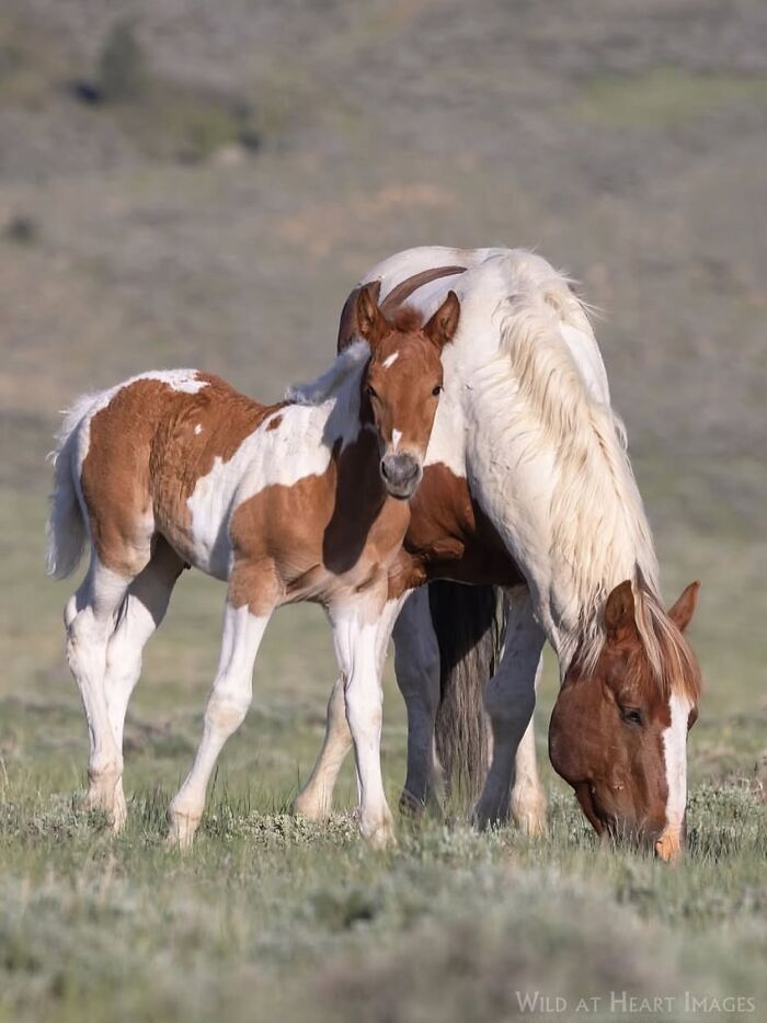 Wait, They Actually Ranked 40 Jaw-Dropping Horse Photos?