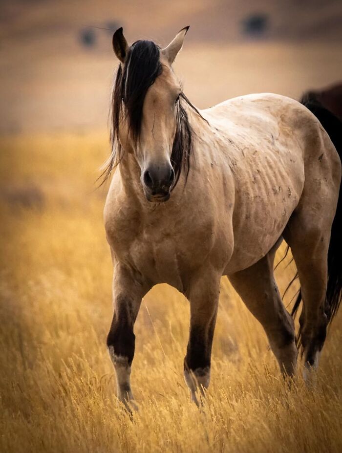 Wait, They Actually Ranked 40 Jaw-Dropping Horse Photos?