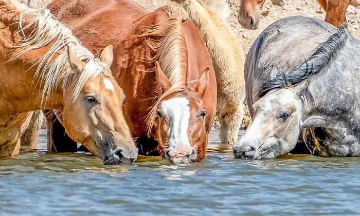 Wait, They Actually Ranked 40 Jaw-Dropping Horse Photos?