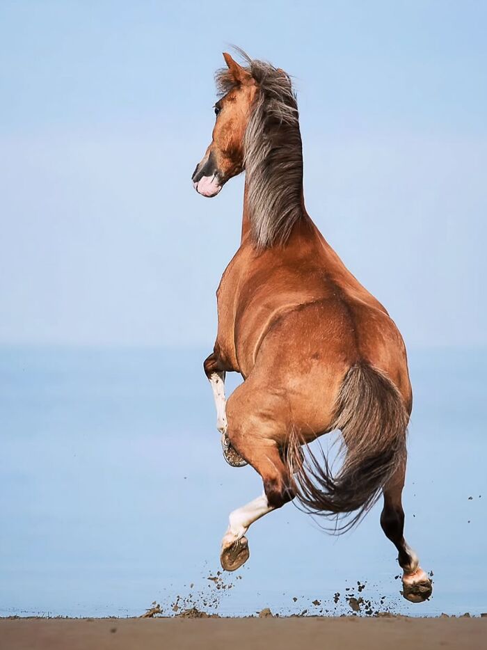 Wait, They Actually Ranked 40 Jaw-Dropping Horse Photos?