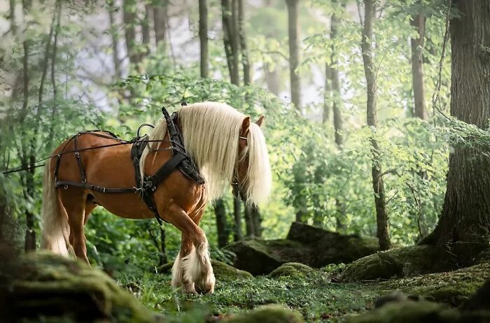 Wait, They Actually Ranked 40 Jaw-Dropping Horse Photos?