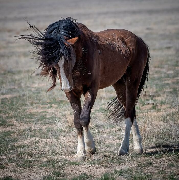 Wait, They Actually Ranked 40 Jaw-Dropping Horse Photos?