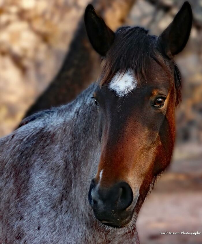 Wait, They Actually Ranked 40 Jaw-Dropping Horse Photos?
