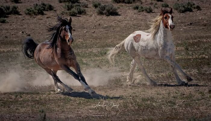Wait, They Actually Ranked 40 Jaw-Dropping Horse Photos?