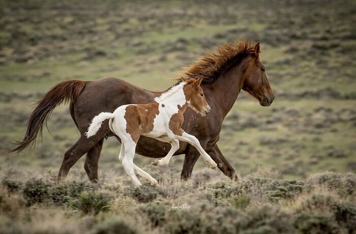 Wait, They Actually Ranked 40 Jaw-Dropping Horse Photos?