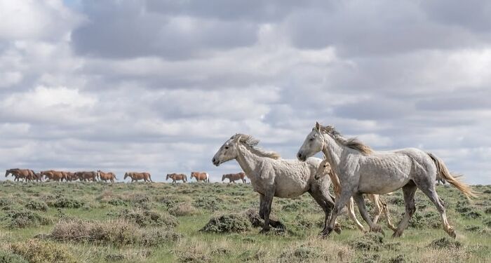 Wait, They Actually Ranked 40 Jaw-Dropping Horse Photos?