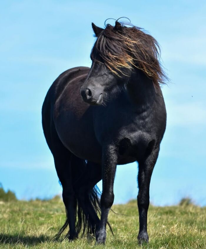 Wait, They Actually Ranked 40 Jaw-Dropping Horse Photos?