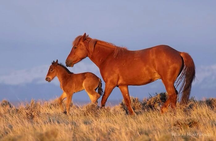 Wait, They Actually Ranked 40 Jaw-Dropping Horse Photos?
