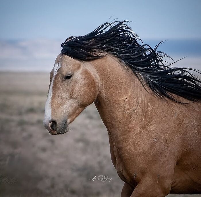 Wait, They Actually Ranked 40 Jaw-Dropping Horse Photos?